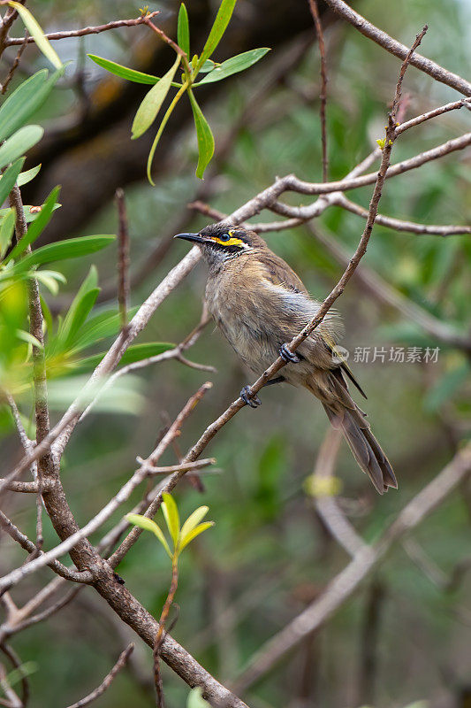 黄脸蜜蜂(Caligavis chrysops)